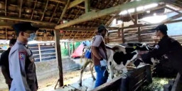 11 Tim Vaksinator Tancap Gas Percepat Vaksinasi PMK Tahap II