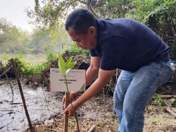 Peduli Nelayan, BPJS Ketenagakerjaan Gresik Employee Volunteering Tanam Mangrove