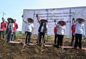 Senergi Disperdagkum-KemenKop UKM, Kembangkan Potensi Serai Wangi dan Jahe Merah