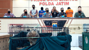 Polda Jatim Bongkar Peredaran Hewan Dilindungi, Ratusan Satwa Disita