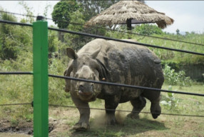 Batu Secret Zoo JTP 2, Meriahkan Peringat Hari Badak Sedunia