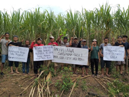 Petani Tebu Magetan: Kami Dukung Firli Nyapres untuk Wujudkan Swasembada Gula