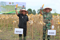 Pj. Bupati Panen Raya Jagung Hibrida di Muara Belida