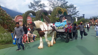 Batu Love Garden, Tiap Hari Tampilkan Parade Bunga
