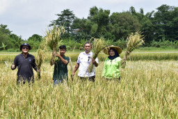 Petani Surabaya Panen 22,4 Ton Padi di Lahan Milik Pemkot