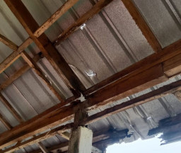 Sangat Memprihatinkan! Bangunan SDN 14 Kecamatan Tungkal Ilir Banyak yang Rusak