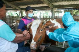 Atasi Gelombang 2 PMK, BPBD Ponorogo Ajukan Rp 1 Miliar