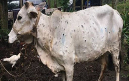 Awas!  3 Kasus LSD Ditemukan di Ponorogo