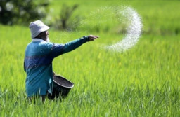 Tahun Ini, Alokasi Pupuk Subsidi Ponorogo Capai  28.943 Ton