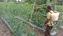 Kelompok Tani Ubdaria Semprot Sipin dan Pemupukan Tanaman Palawija