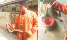 Seekor Buaya 1 Meter Berhasil Diamankan Damkarmat Lamsel