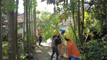 PLN Eksekusi Pepohonan Melewati Batas Aman