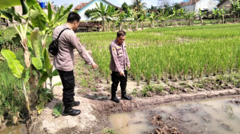 Warga Pringsewu Lampung Ditemukan Meninggal di Sawah