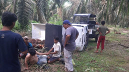 Tak Dilengkapi Pintu, Traktor Quick Seri QT-16 Terguling dan Menindih Pengemudi