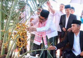 MAJT Panen Perdana Kurma dan Melon
