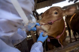 Waspada Antraks Gunung Kidul, Ponorogo Perketat Sapi Masuk