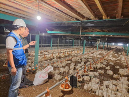 Program Electrifying Agriculture PLN Tumbuh 22,28 Persen