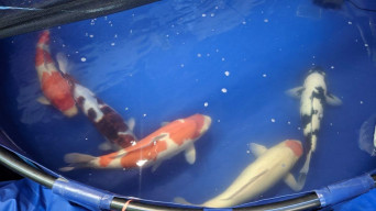 Reog Koi Show Ponorogo Tampilkan Ikan Senilai Rp 1 M