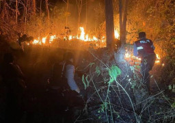 Lahan Kebun Jati Seluas Lima Hektare di Pringsewu Terbakar