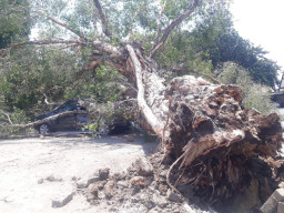 Pohon Raksasa DPU-PKP Ponorogo Tumbang, Dua Mobil Tamu Ringsek
