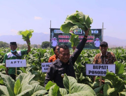 Hasil Panen Tembakau Meningkat, Bupati Ponorogo dan Petani Gelar Tasyakuran