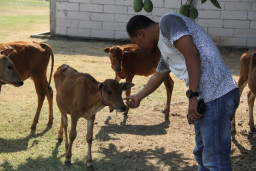 Gali Potensi Daging Super, Bupati Ponorogo Budidaya Sapi Kerdil Madura