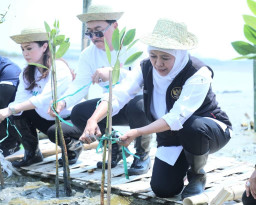Gubernur Khofifah Tanam 10.000 Bibit Mangrove di Romokalisari Adventure Land Surabaya