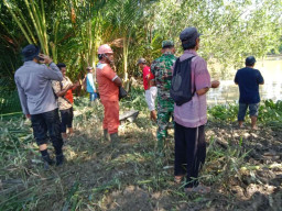 Bermaksud Perbaiki Pompa Air yang Macet, Nenek Hamisah Dimangsa Buaya