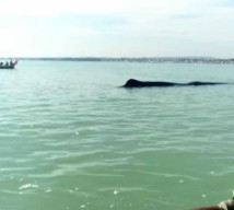 Gegerkan Warga, Paus Sepanjang 15 Meter Terdampar di Pantai Tuban