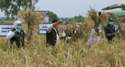 Harga Gabah Anjlok, DPRD Ponorogo Desak Pemprov Jatim dan Pemkab Stabilkan