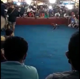 Marak Judi Sabung Ayam, Polres Kediri Bungkam