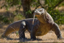 Perilaku Destruktif Manusi Picu Kepunahan Komodo