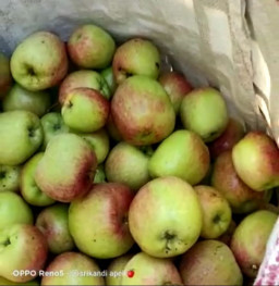 Petani Apel Menjerit, Hasil Panen Tak Sesuai Harapan