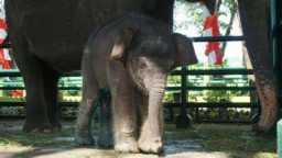 Misteri Kematian Dumbo, Masih Menunggu Hasil Lab KBS