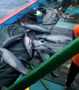 Viral! Nelayan di Pantai Pacitan Bunuh Tujuh Lumba-Lumba