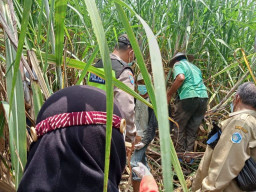 Pria Paruh Baya di Lamongan Ditemukan Membusuk di Perkebunan Tebu