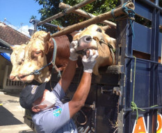 Pasca  24 Sapi Magetan Positif PMK,  Ponorogo Sekat Perbatasan