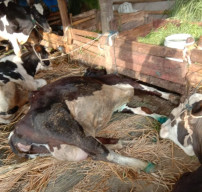 PMK Merajalela, 10 Sapi Mati Tragis dan 8 Sapi Terpaksa Dipotong