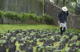 HUT KE-77 JABAR Disalurkan, Puluhan Ribu Bibit Cabai dan Bawang Merah