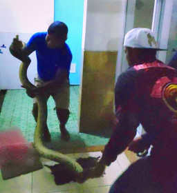 Warga Sidoarjo Geger! Ular Piton 4 Meter Sembunyi di Musola