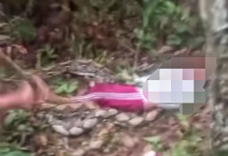 Dililit Ular Sanca 6 Meter,  Petani Karet Meninggal Kehabisan Nafas