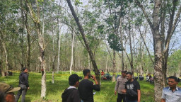 Mayat Bayi Ditemukan di Kebun Karet PTPN 3