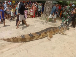 Selamatkan Anak, Ibu Bertarung Lawan Buaya