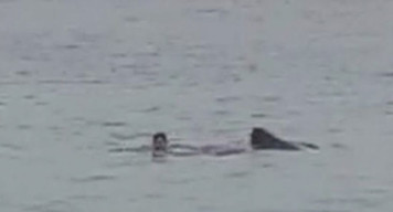 Pria Rusia Tewas Diserang Hiu di Laut Merah