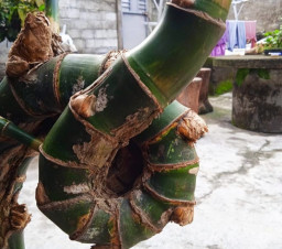 Pesona Bambu Warga Blitar Seno Belum Tersentuh Literasi Dinas Budaya