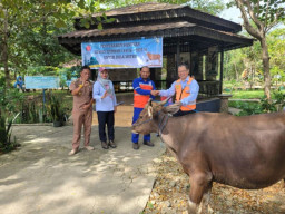 PT. Indocement Tunggal Prakarsa Bagikan Hewan  Kurban Untuk Desa Mitra