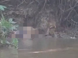 Mau Pipis malah Tewas Diterkam Buaya