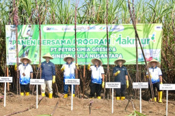 Panen Tebu Program Makmur Mojokerto Meningkat, Pupuk Indonesia Dukung Swasembada Gula