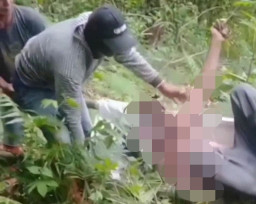 Buruh Pemetik Cengkih Tewas Disengat Tawon