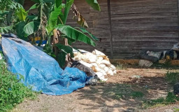 Kucing-Kucingan, Penambang Emas Ilegal Diduga Beraktifitas lagi di Desa Buluh Kuning